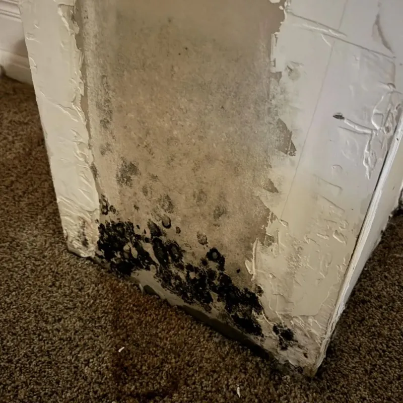 Professional Mold Removal in Alamogordo, NM